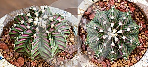 dinosore is name of Gymnocalycium mihanovichii is a type of cactus that is bred from Thailand