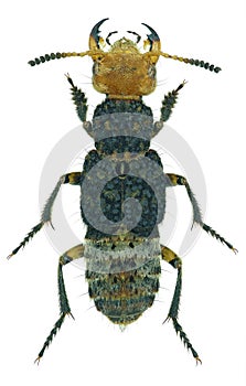 Dinothenarus flavocephalus, a species of rove beetle Staphylinidae from Europe