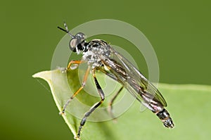 Dioctria linearis macro