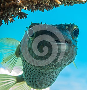 Diodon fish in the Red Sea