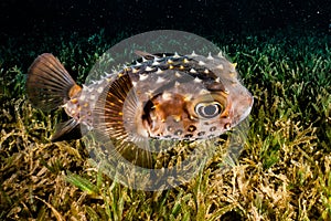 Diodon fish in the Red Sea