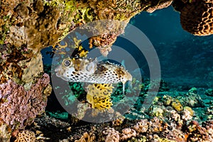 Diodon fish in the Red Sea