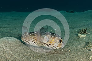 Diodon fish in the Red Sea