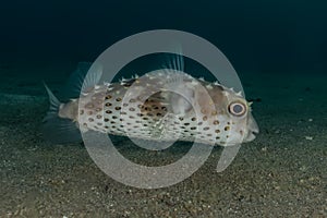 Diodon fish in the Red Sea