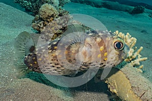 Diodon fish in the Red Sea