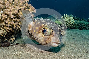 Diodon fish in the Red Sea