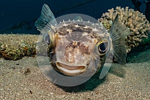 Diodon fish in the Red Sea