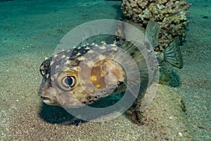 Diodon fish in the Red Sea