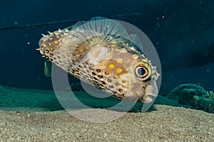 Diodon fish in the Red Sea