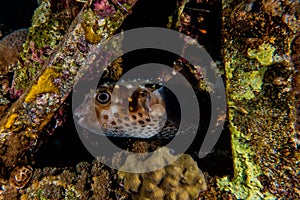 Diodon fish swim in the Red Sea