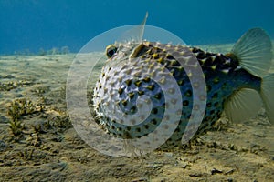 Diodon holocanthus ballfish underwater