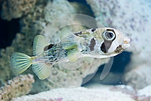Diodon hystrix - spot-fin porcupinefish