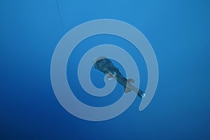 Diodon hystrix underwater in the ocean of egypt, underwater in the ocean of egypt, Common porcupinefish underwater photograph