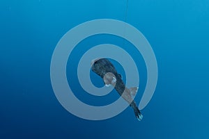 Diodon hystrix underwater in the ocean of egypt, underwater in the ocean of egypt, Common porcupinefish underwater photograph