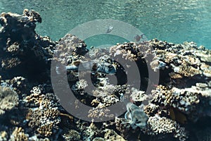 Diodon hystrix underwater in the ocean of egypt, underwater in the ocean of egypt, Common porcupinefish underwater photograph