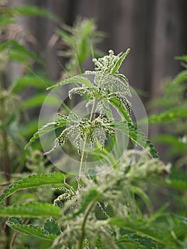 Dioecious nettle