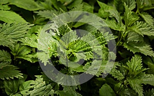 Dioecious nettle is a medicinal plant that is used as a hemostatic, diuretic, antipyretic, wound healing, and antirheumatic agent photo