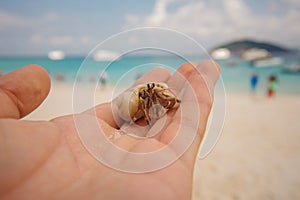 Diogenes-crab hermit , pagurian, soldier crab on male hand