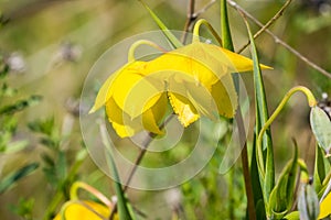 Diogenes ` Lantern Calochortus amabilis blooming in Stebbins Cold Canyon, Napa Valley, California photo