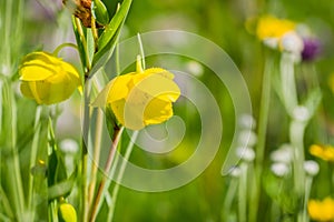 Diogenes ` Lantern Calochortus amabilis blooming in Stebbins Cold Canyon, Napa Valley, California photo