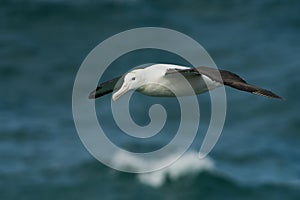 Diomedea sanfordi - Northern Royal Albatross big white bird flying above the blue sea and hunting fish and food in New Zealand