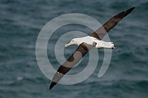 Diomedea sanfordi - Northern Royal Albatross flying above the sea in New Zealand near Otago peninsula, South Island