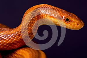 Dion's ratsnake / Elaphe dione