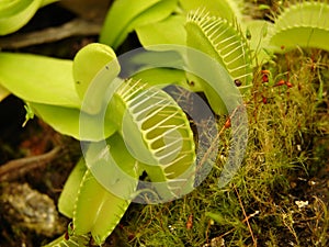 Dionae, a carnivorous plant photo