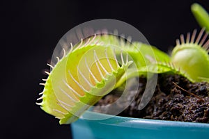 Dionaea