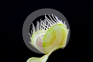 Dionaea