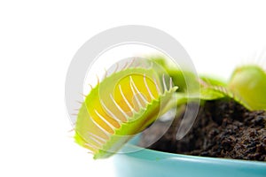 Dionaea, flytrap, in closeup