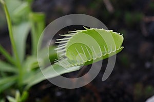 Dionaea Muscipula