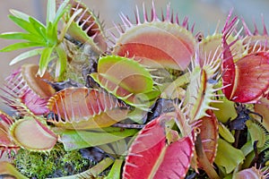 Dionaea muscipula