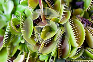 Dionaea muscipula