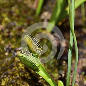 Dionaea muscipula carnivores plant