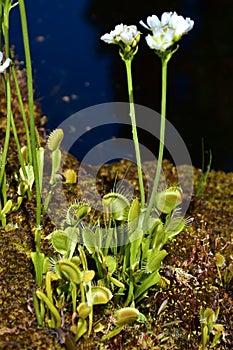 Dionaea muscipula carnivores plant