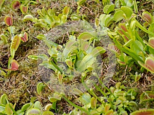 Dionaea muscipula, carnivorous plant