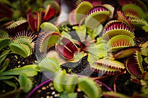 Dionaea Muscipula flowers.Carnivorous Venus flytrap plants in closeup