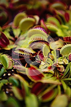 Dionaea Muscipula flowers.Carnivorous Venus flytrap plants in closeup