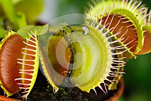 Dionaea muscipula , known as flytrap, in closeup,