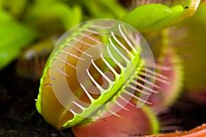 Dionaea muscipula , known as flytrap, in closeup,