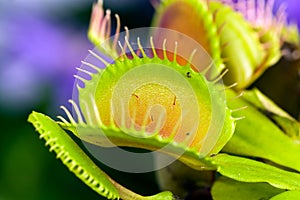 Dionaea muscipula , known as flytrap, in closeup, photo