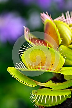 Dionaea muscipula , known as flytrap, in closeup, photo