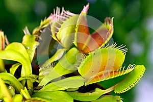 Dionaea muscipula , known as flytrap, in closeup,