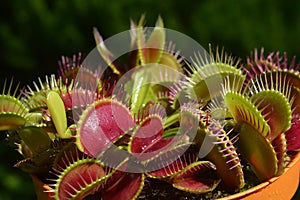 Dionaea Muscipula Typical form Red. Venus Flytrap - Predatory plant, Carnivorous Plant