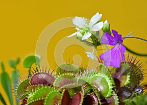 Dionaea Muscipula Typical form. Venus Flytrap flower white, PinguÃ­cula flower - Predatory plant, Carnivorous Plant