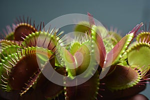 Dionaea Muscipula Typical form. Venus Flytrap - Predatory plant, Carnivorous Plant.