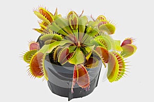 Dionaea Muscipula Venus Flytrap