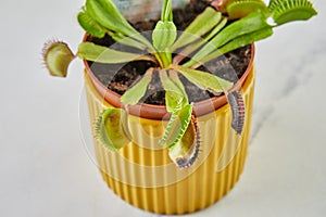 Dionaea Muscipula Venus Flytrap is carnivorous plant, carnivorous plant for catching insects