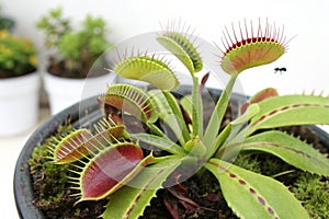 Dionaea Muscipula (Venus Flytrap